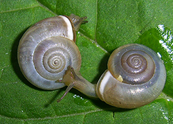 M. cartusiana. Фото 35