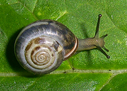 M. cartusiana. Фото 39