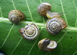 M. cartusiana. Фото 13