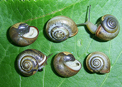 M. cartusiana. Фото 15