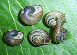 M. cartusiana. Фото 17