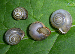 M. cartusiana. Фото 19