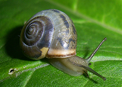 M. cartusiana. Фото 21