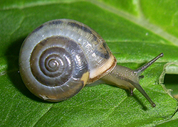 M. cartusiana. Фото 23