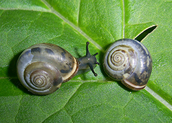 M. cartusiana. Фото 25