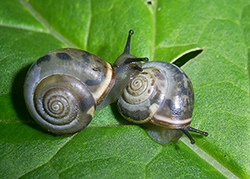 M. cartusiana. Фото 27