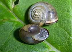 M. cartusiana. Фото 29