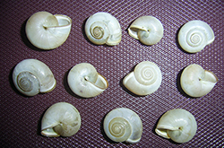 Monacha claustralis (Rossmässler, 1834). Фото 28