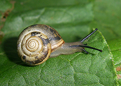 Monacha claustralis (Rossmässler, 1834). Фото 24