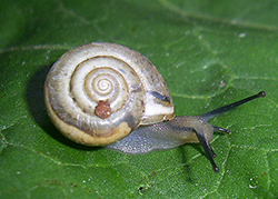 Monacha claustralis (Rossmässler, 1834). Фото 26