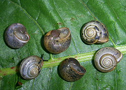 Monacha claustralis (Rossmässler, 1834). Фото 8