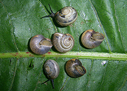 Monacha claustralis (Rossmässler, 1834). Фото 10