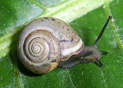Monacha claustralis (Rossmässler, 1834). Фото 12