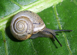 Monacha claustralis (Rossmässler, 1834). Фото 14