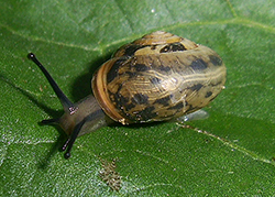 Monacha claustralis (Rossmässler, 1834). Фото 18