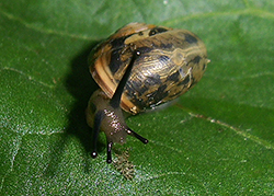 Monacha claustralis (Rossmässler, 1834). Фото 20