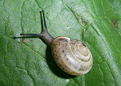 Monacha claustralis (Rossmässler, 1834). Фото 22