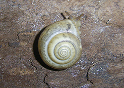 Равлик-монах чагарниковий - Monacha fruticola. Фото 22