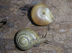 Равлик-монах чагарниковий - Monacha fruticola. Фото 24