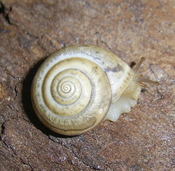 Равлик-монах чагарниковий - Monacha fruticola. Фото 26