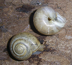 Равлик-монах чагарниковий - Monacha fruticola. Фото 28