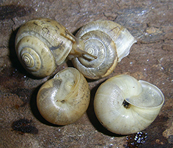 Равлик-монах чагарниковий - Monacha fruticola. Фото 30