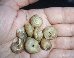 Равлик-монах чагарниковий - Monacha fruticola. Фото 32