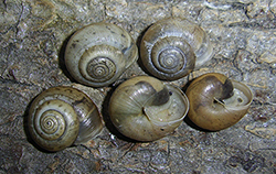 Равлик-монах чагарниковий - Monacha fruticola. Фото 34