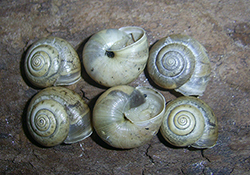 Равлик-монах чагарниковий - Monacha fruticola. Фото 36