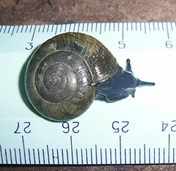 O. draparnaudi. Фото 30