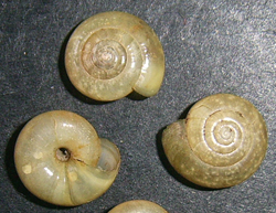 O. orientalis. Фотография 5