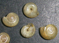 O. orientalis. Фотография 7