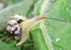 P. lubomirskii. Фотография 9