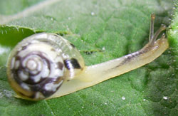 P. lubomirskii. Фотография 11