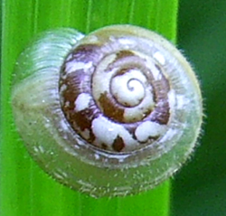 P. lubomirskii. Фотография 13