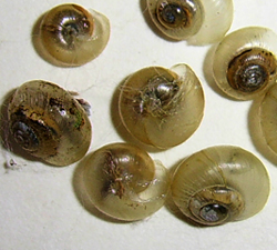 P. lubomirskii. Фотография 15