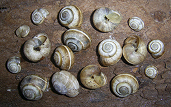 улитка зернистая кавказская. Фотография 26