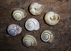 улитка зернистая кавказская. Фотография 28
