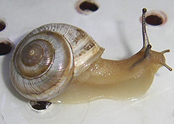 улитка зернистая кавказская. Фотография 30