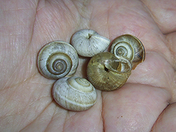 улитка зернистая кавказская. Фотография 32