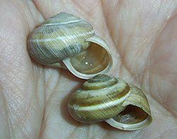 улитка зернистая кавказская. Фотография 34