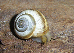 улитка зернистая кавказская. Фотография 36