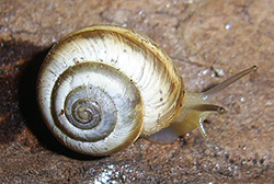улитка зернистая кавказская. Фотография 38