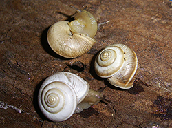 улитка зернистая кавказская. Фотография 40