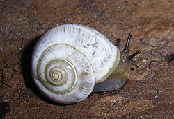 улитка зернистая кавказская. Фотография 42