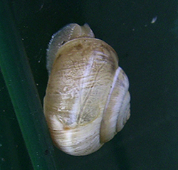 улитка зернистая кавказская. Фотография 44