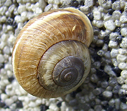 улитка зернистая кавказская. Фотография 46