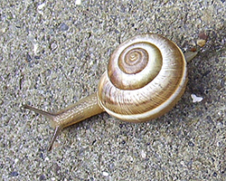 улитка зернистая кавказская. Фотография 48