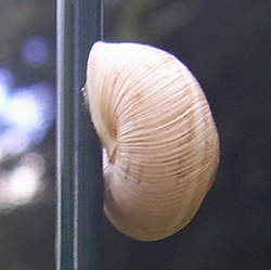 улитка зернистая кавказская. Фотография 50