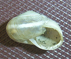 улитка зернистая кавказская. Фотография 12